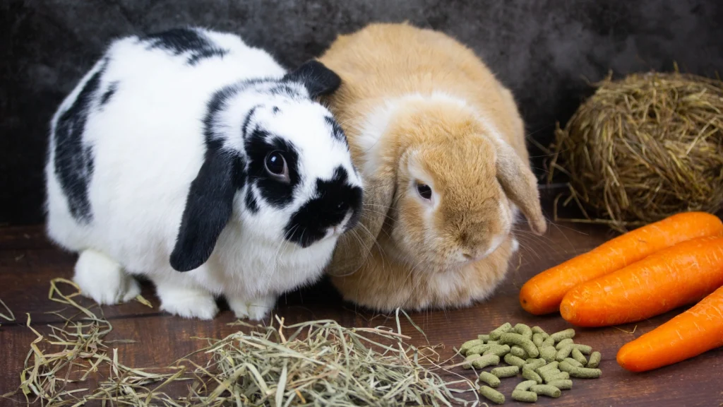 Holland Lop Rabbit Nutrition