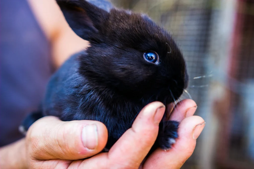About | Rabbit Community of America