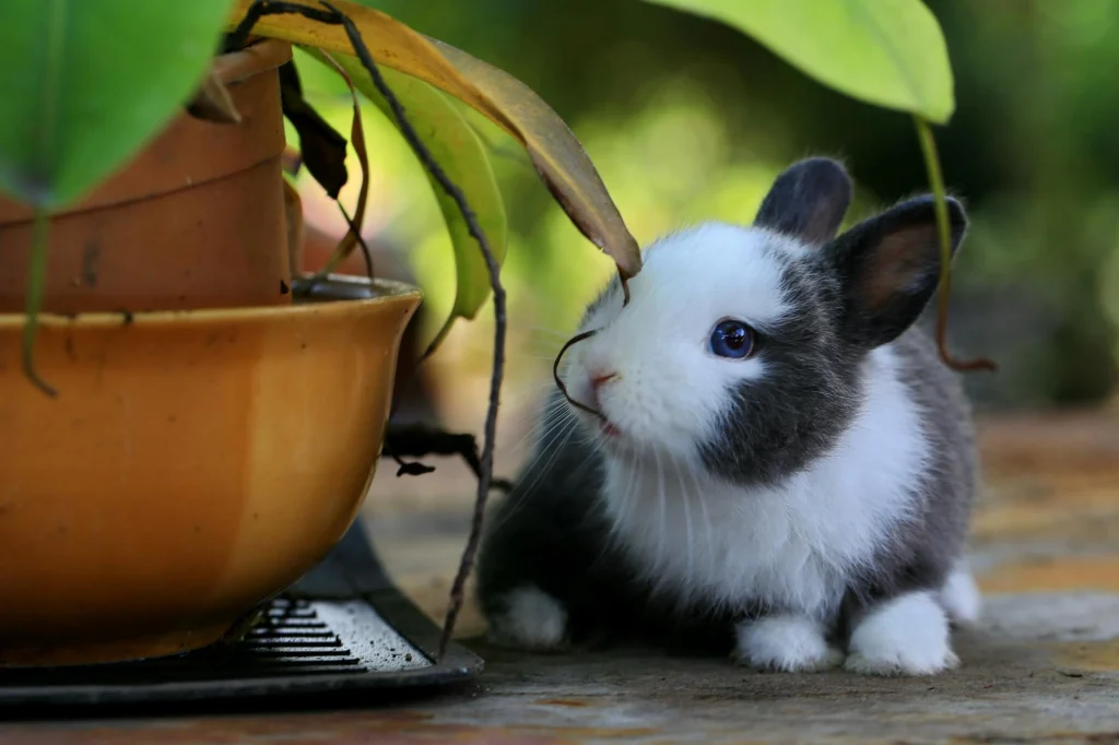 rabbit about