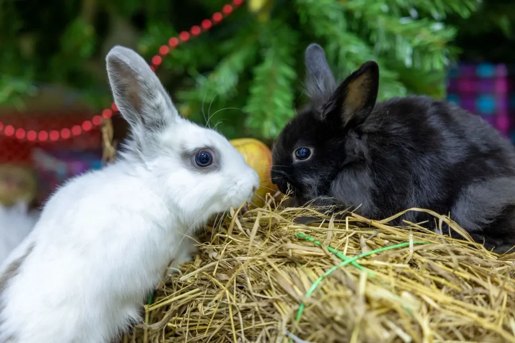 Best Hay for Rabbits