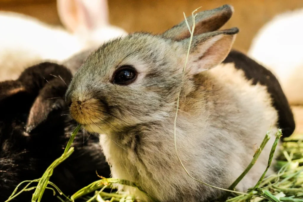 Can Rabbits Survive on Hay Only Image