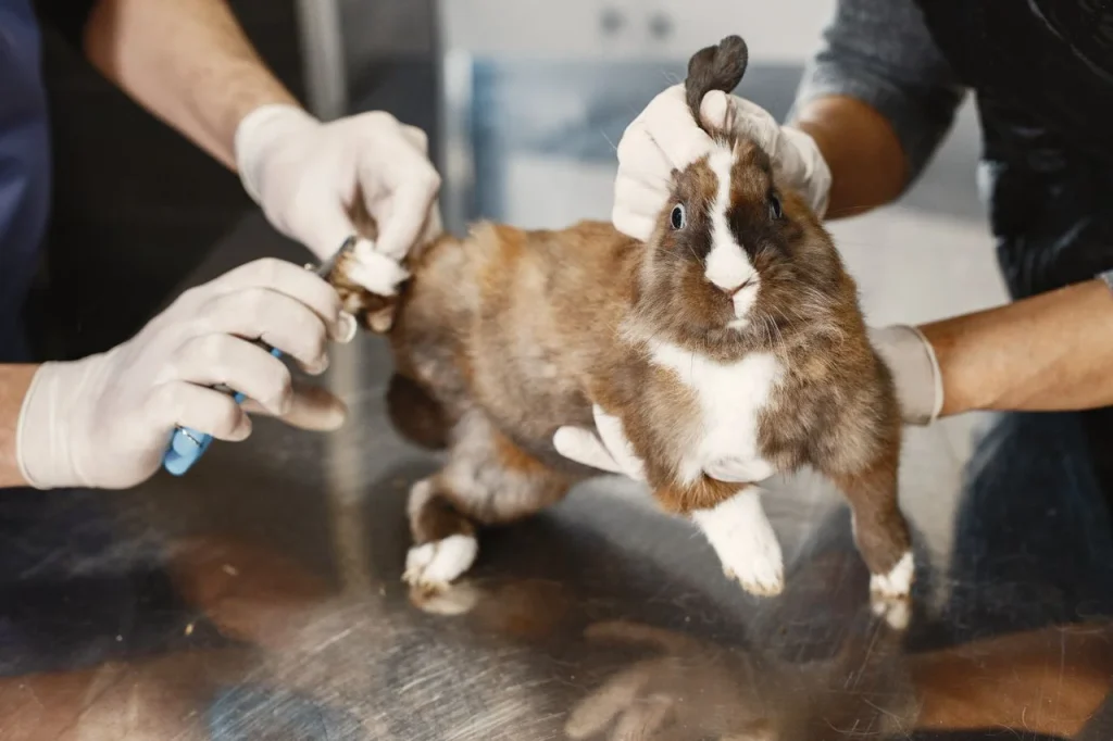groomer who understands rabbits