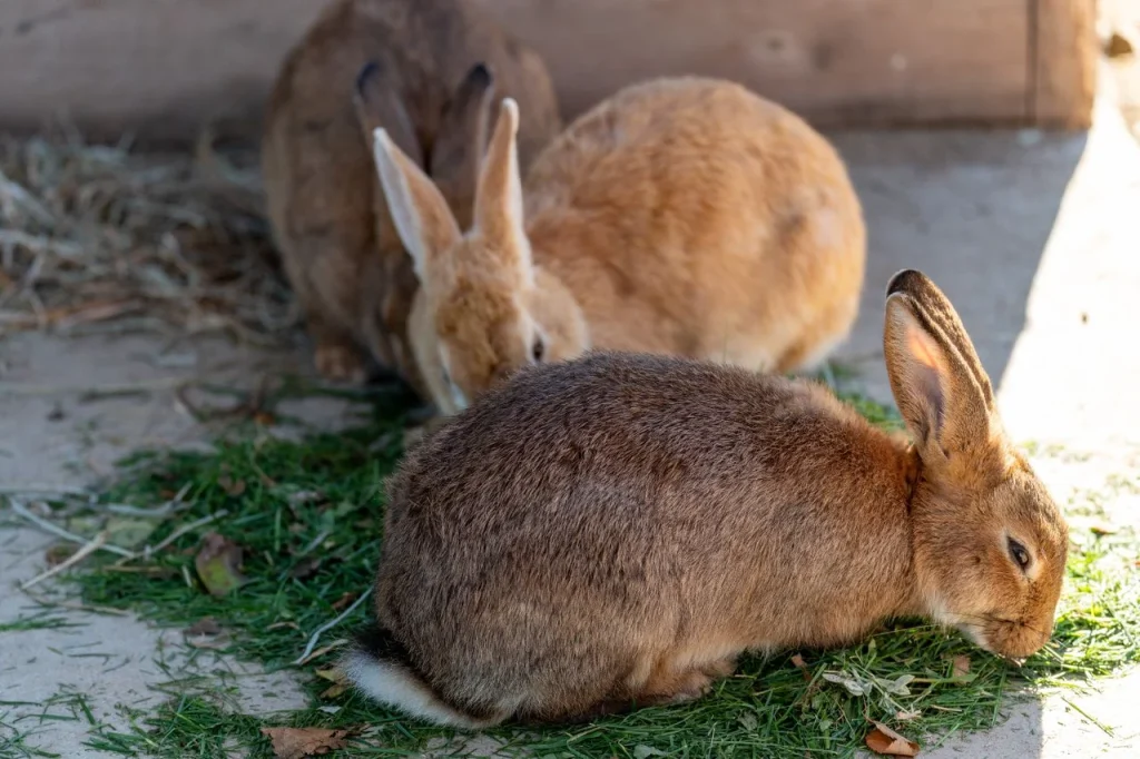 Rabbit and Hay Only
